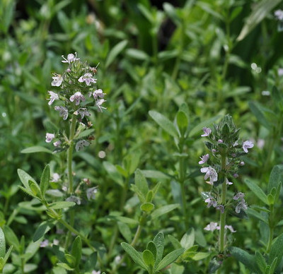 Rose Scented Thyme