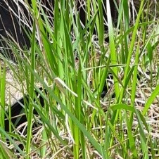 Sweet Grass
